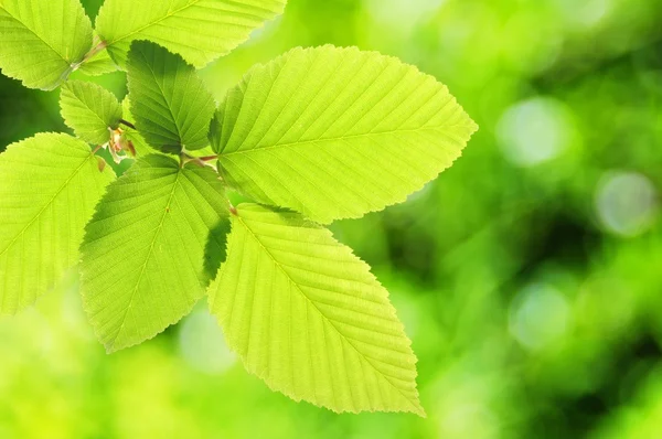 Grüne Sommerblätter — Stockfoto
