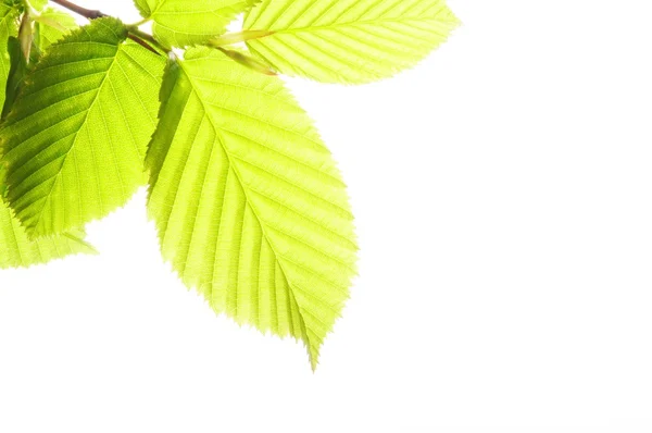 Isolierte Blätter — Stockfoto