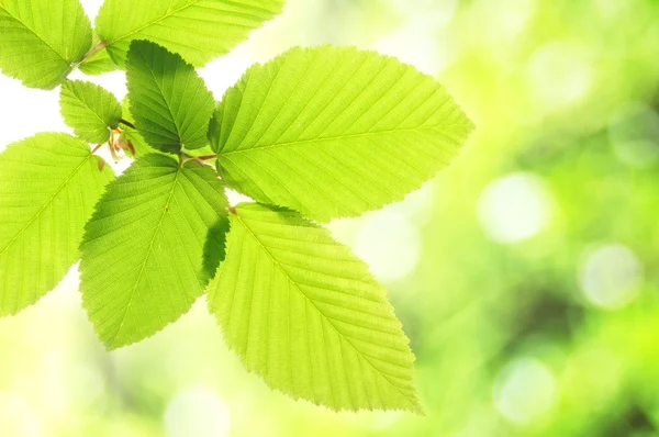 Hoja verde veranoyaz yeşil yaprak — Stok fotoğraf