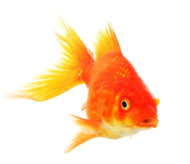 Goldfish clipart