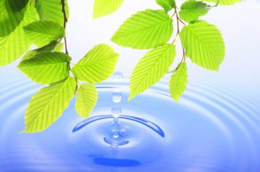 Green leaf and water drop clipart