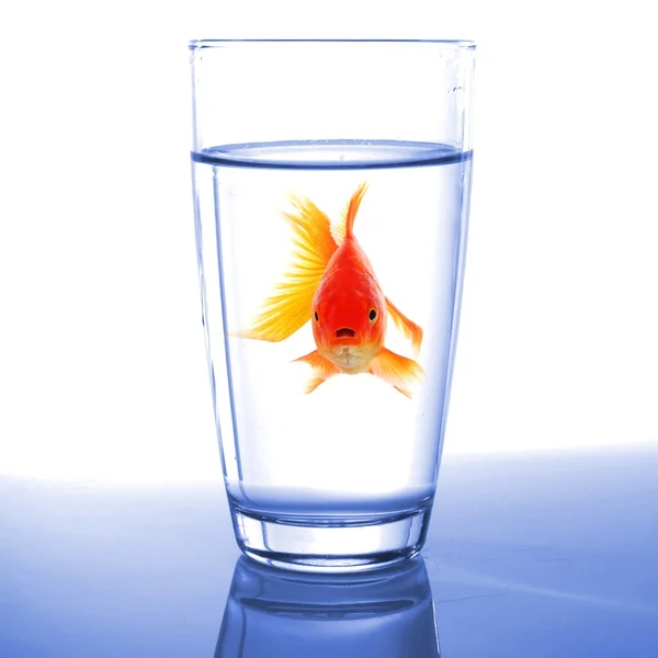 Goldfische im Glaswasser — Stockfoto
