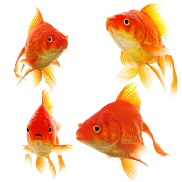 Colección Goldfish — Foto de Stock