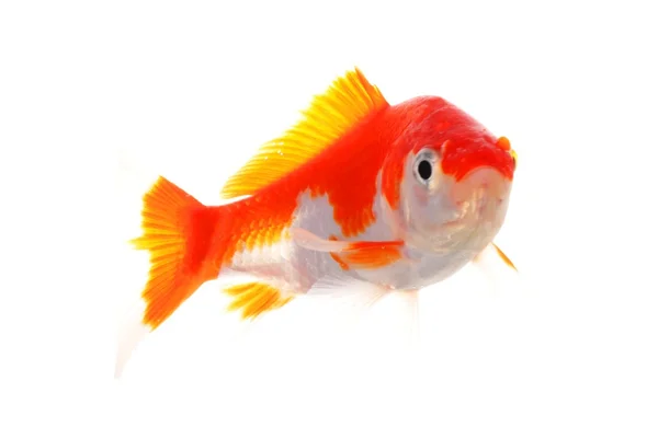 Pesce rosso — Foto Stock