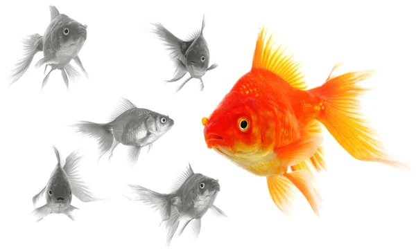 Peixe dourado individual — Fotografia de Stock