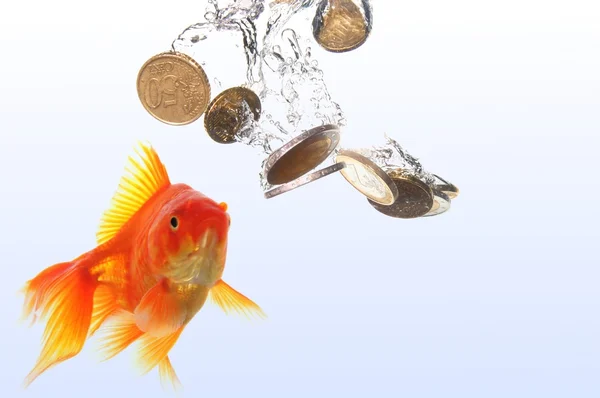Złota rybka i pieniądze — Zdjęcie stockowe