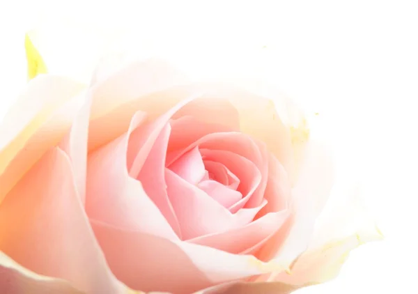 Róży kwiat — Zdjęcie stockowe