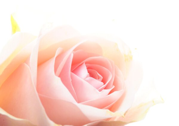 Rose flower showing amor love or anniversary concept