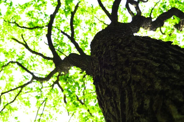 树 — 图库照片