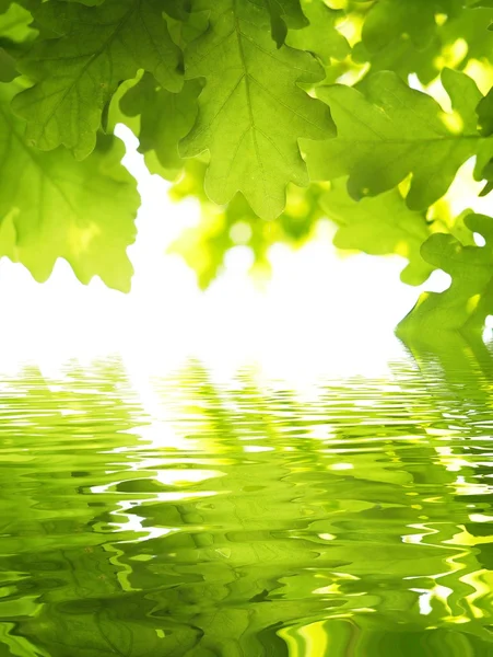 Зеленый отпуск и вода — стоковое фото
