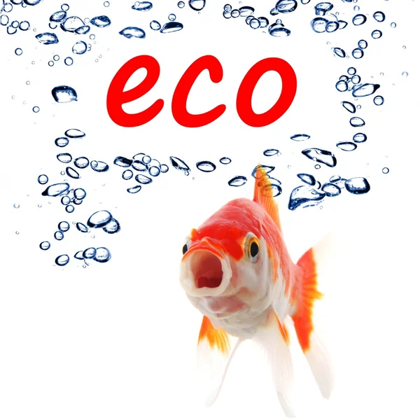 Eco — Fotografia de Stock