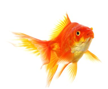 Goldfish clipart