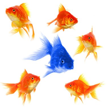 Individual goldfish clipart