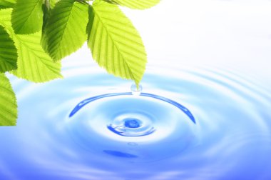 Green leaf and water drop clipart