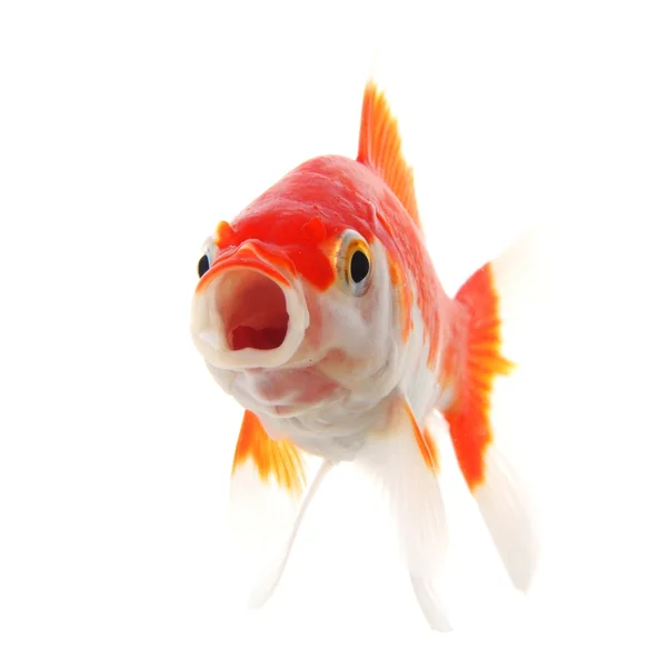 Peixe-vermelho — Fotografia de Stock