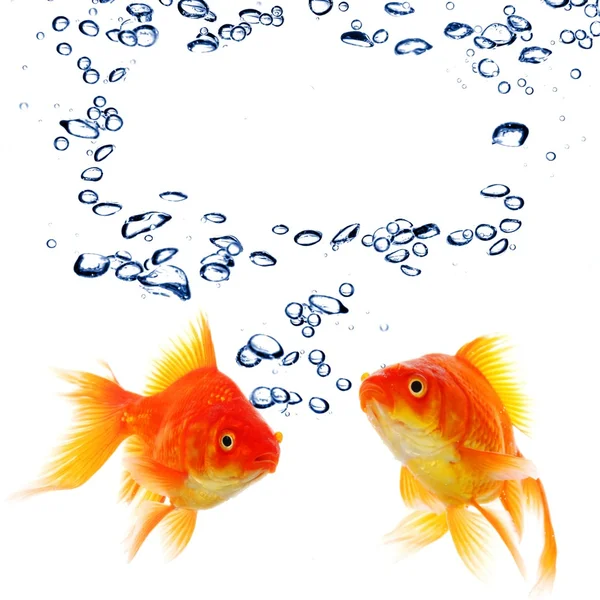 Goldfish and copyspace — Stock Photo, Image