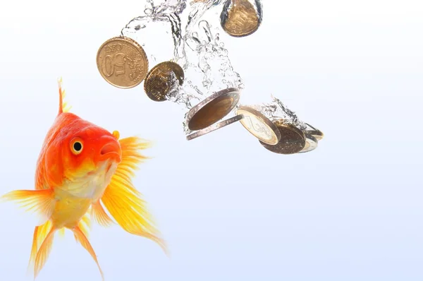 Золота рибка і гроші — стокове фото