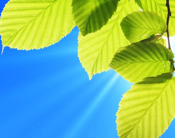 Blue sky and leaf — Stock Photo, Image