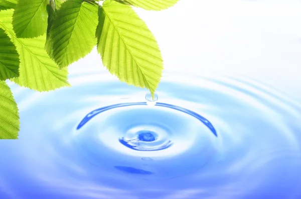 Folha verde e gota de água — Fotografia de Stock