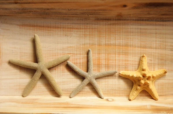 Peixe estrela — Fotografia de Stock