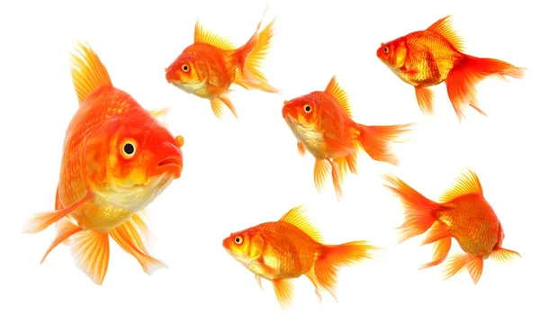 Goldfish Royalty Free Stock Images