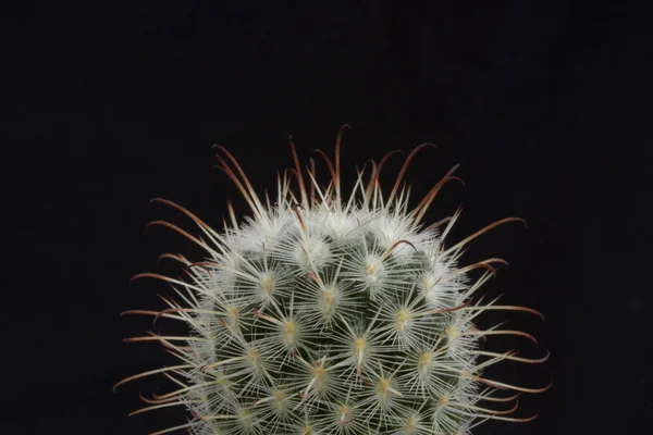 stock image Cactus