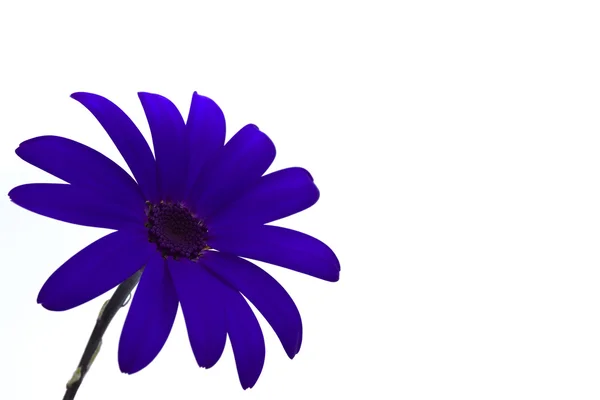 stock image Deep blue senetti flower