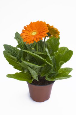 Turuncu gerbera bitki