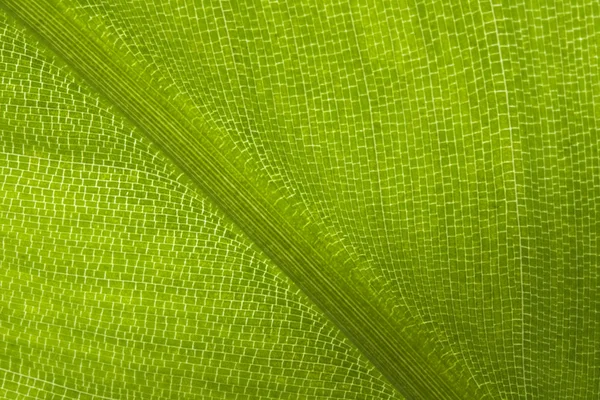 Makro yaprak parlayan ışık — Stok fotoğraf