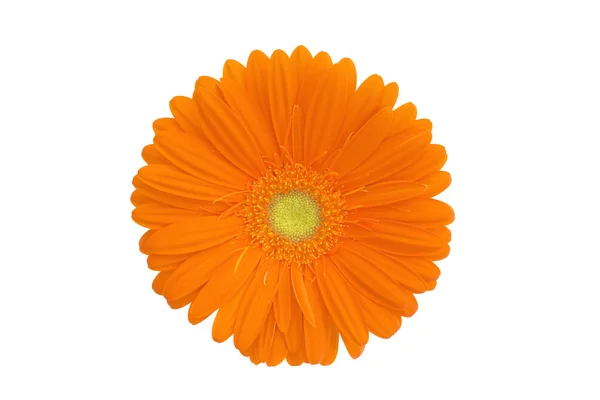 Orange gerbera isolated on white — Stock Photo, Image