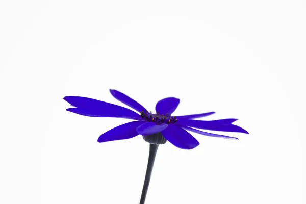 Deep blue senetti flower — Stock Photo, Image