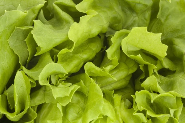 stock image Close up of a fresh green lettuce