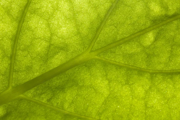 stock image Macro of a green leaf