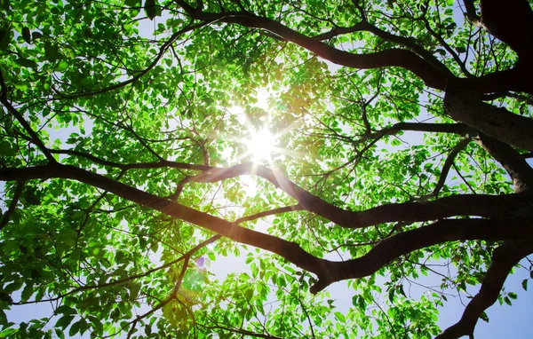 Солнечный свет проходит через дерево — стоковое фото