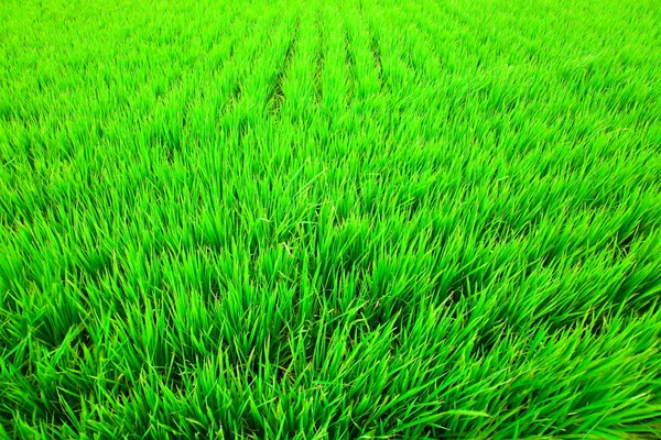 绿稻田 — 图库照片