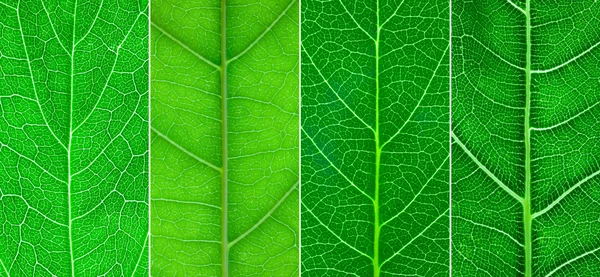 4 различных зеленых листа крупным планом — стоковое фото