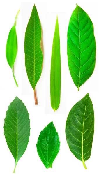 Зеленые семь листьев летней природы — стоковое фото
