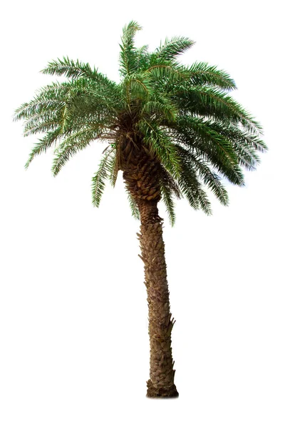 Palmboom geïsoleerd op witte achtergrond — Stockfoto