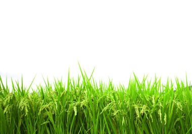 Green rice field clipart