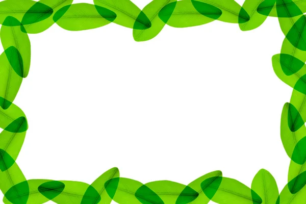 Gröna blad runt den vita bakgrunden — Stockfoto