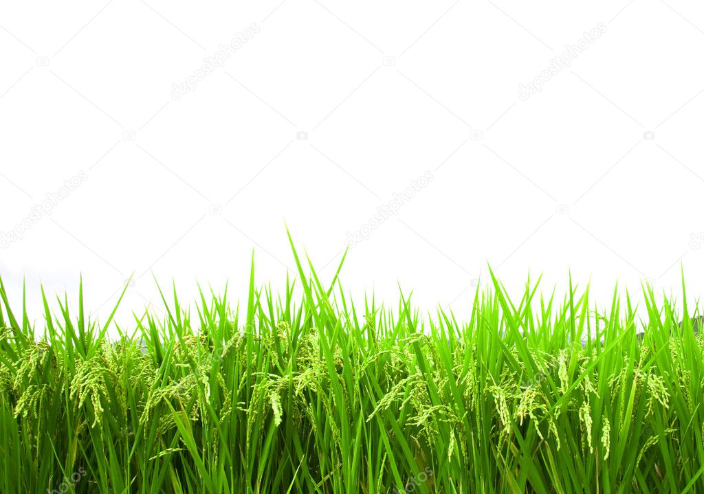 Green rice field