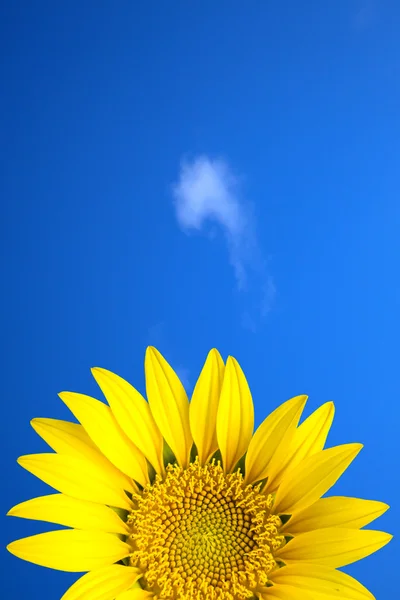 Žluté slunce květ pod modrou oblohou — Stock fotografie