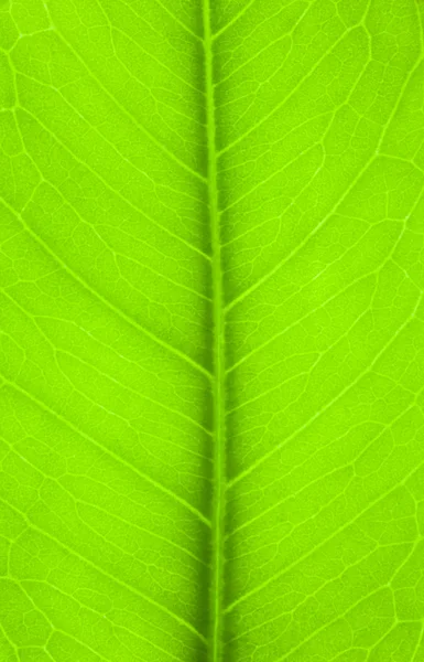 Green Leaf close up background — Stock Photo, Image