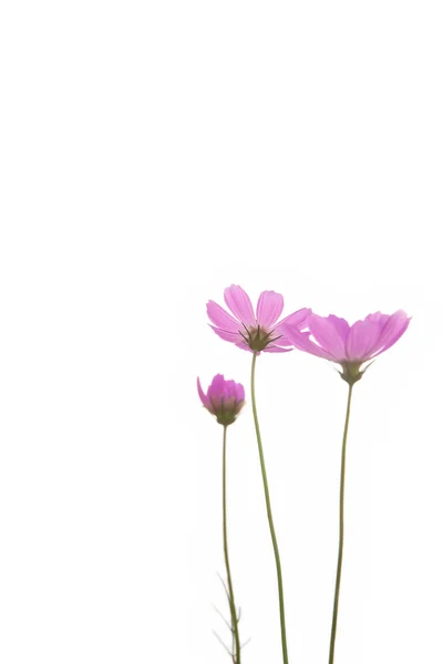 Frische lila Gänseblümchenblümchen — Stockfoto