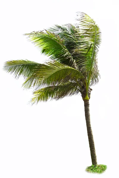 Изолированные пальмы и кокосы — стоковое фото