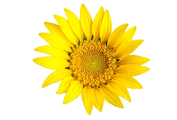 Ljusa gula solen blomma isolerade — Stockfoto