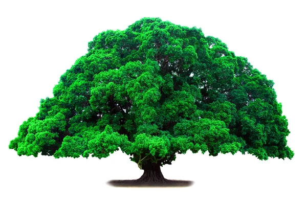 Eski Yeşil ağaç — Stok fotoğraf