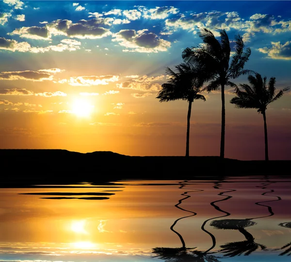 Hermoso sol con palmera —  Fotos de Stock