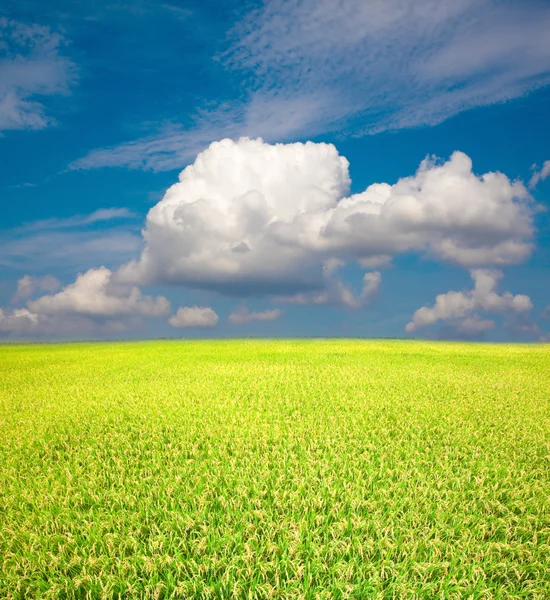 Geel groen rijst veld en de blauwe hemel — Stockfoto