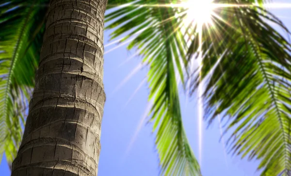Palm tree trunk — Stock Photo, Image